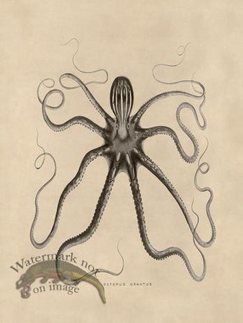 Octopus Tan 18